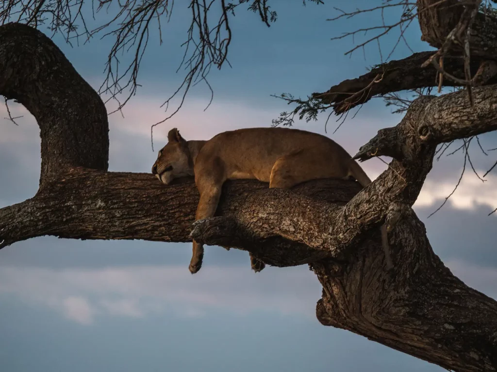 How to Save Money on Tanzania Honeymoon Safari Cost 2