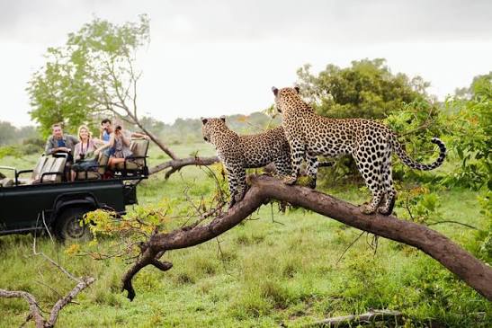 Incredible Wildlife Encounters 1
