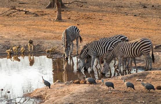 Incredible Wildlife Encounters