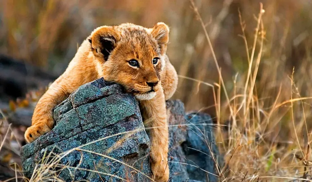 Incredible Wildlife Encounters WebP