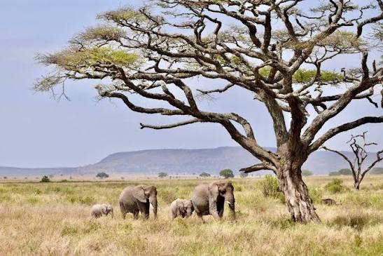 January and February Climate in Tanzania