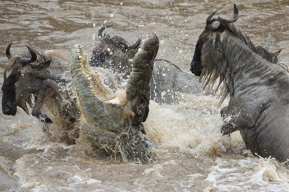 July to October – Mara River Crossings 1