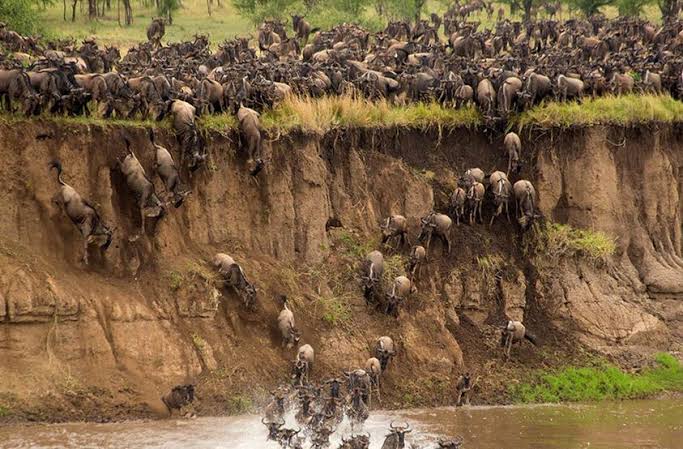 July to October – Mara River Crossings