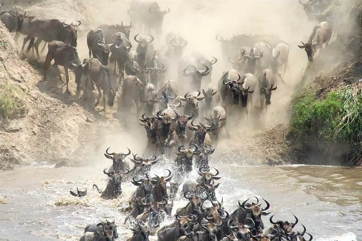 July to October – Mara River Crossings WebP