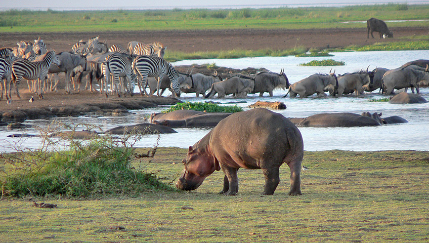 Lake Manyara National Park Extra