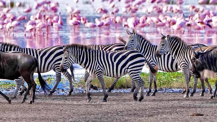 Lake Manyara National Park 1