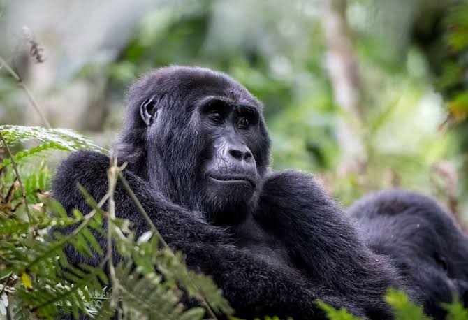 Luxury Couples Gorilla Trekking in Rwanda 1