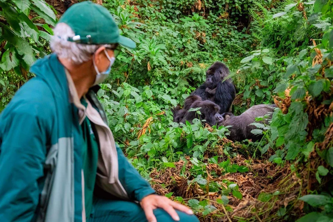 Luxury Couples Gorilla Trekking in Rwanda WebP
