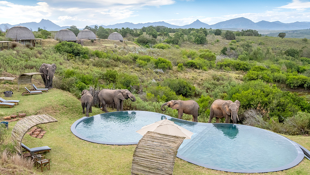 Luxury safaris provide exclusive accommodations, personalized service, elegant suites, gourmet cuisine, premium safari vehicles, and exceptional wildlife experiences. Couples enjoy spacious rooms with private decks, plunge pools, 