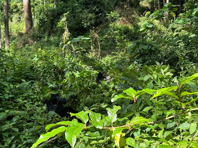 March to May Climate in Tanzania