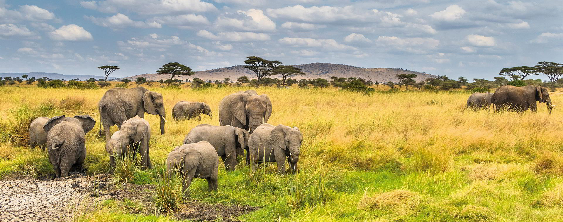 Formerly known as Selous Game Reserve, Nyerere National Park is