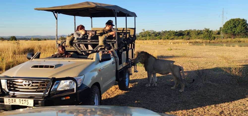 Private Safari Game Drives for Two in Tanzania