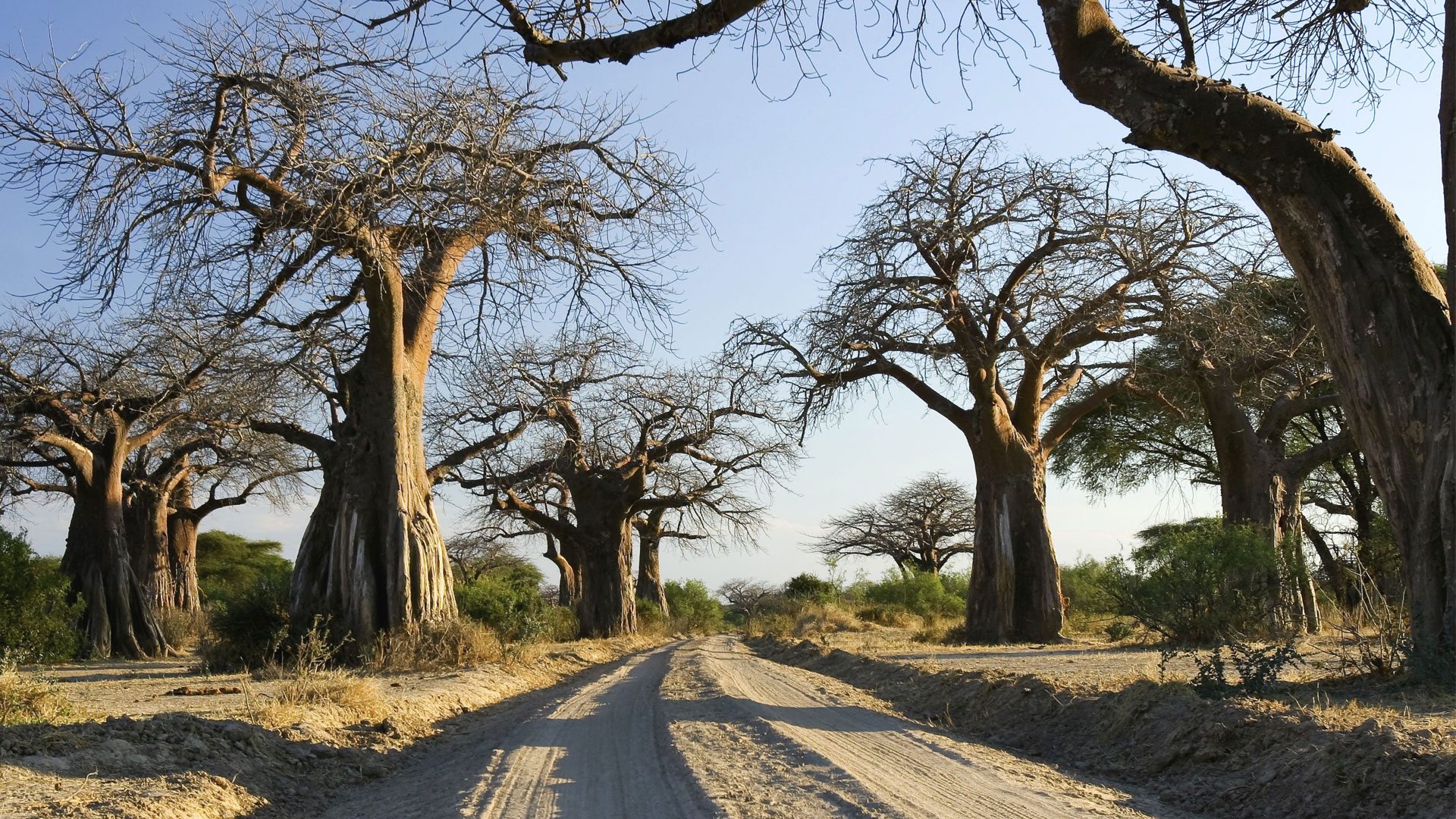 Tarangire is renowned for giant