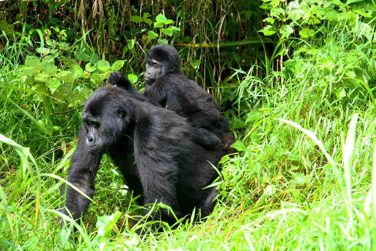 cscenery. Volcanoes National Park offers world-famous gorilla trekking alongside luxurious 