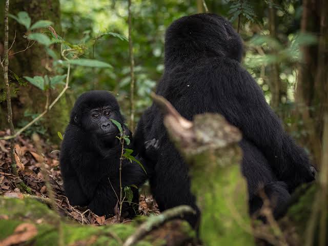 Gorilla Trekking in Rwanda Followed by Seychelles Honeymoon Beach