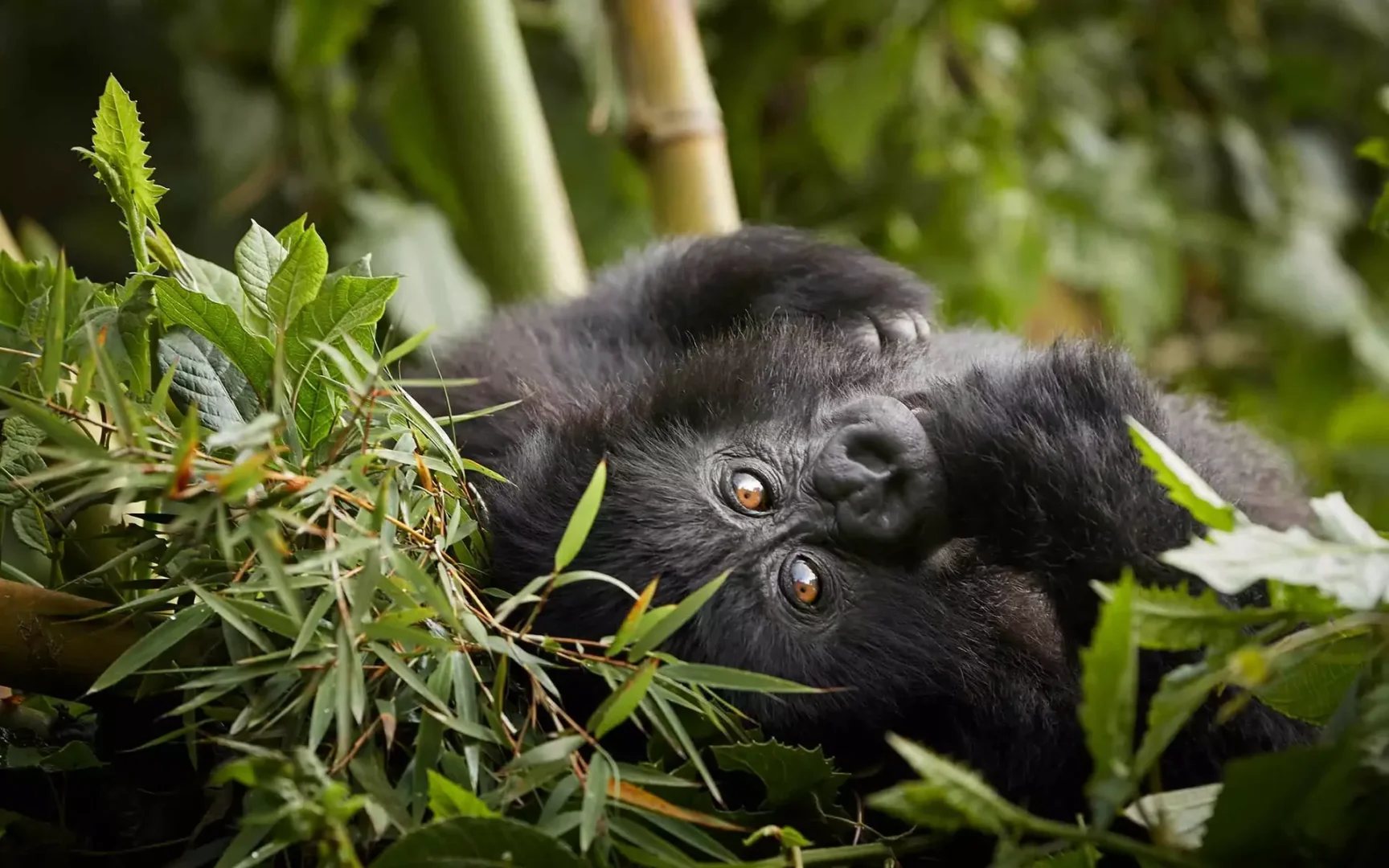 Rwanda Honeymoon Safari Destination with Gorillas and Wildlife Experiences