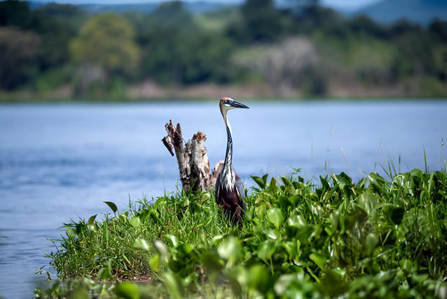 Uganda Gorilla Trekking and Wildlife Honeymoon Safari Itinerary