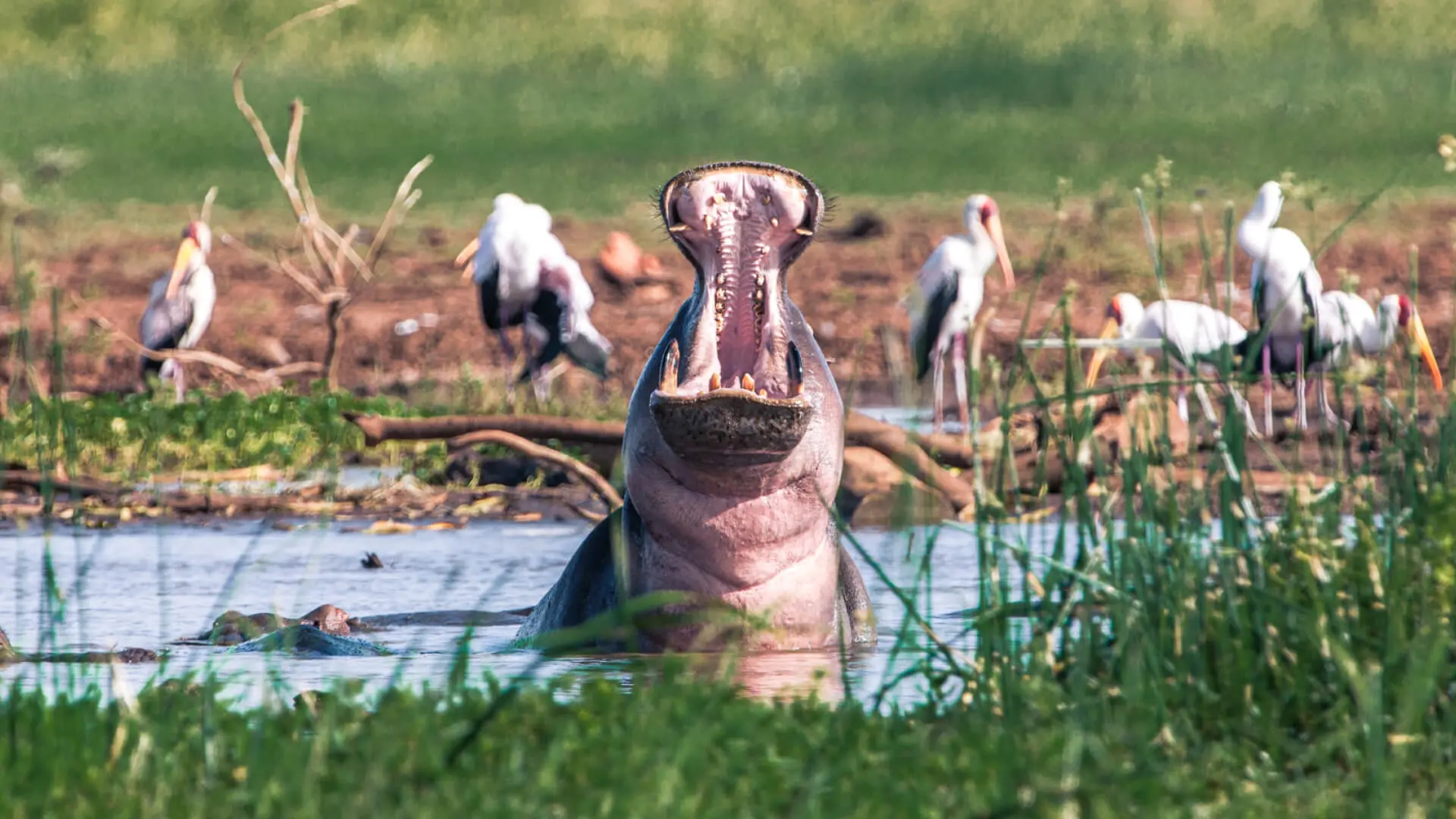 Lake Manyara National Park introduces beautiful groundwater forests, flamingo-filled lakes, tree-climbing lions, and scenic landscapes ideal for couples who appreciate photography and nature walks. The park's compact size makes game drives relaxed and rewarding, while its lush vegetation 
