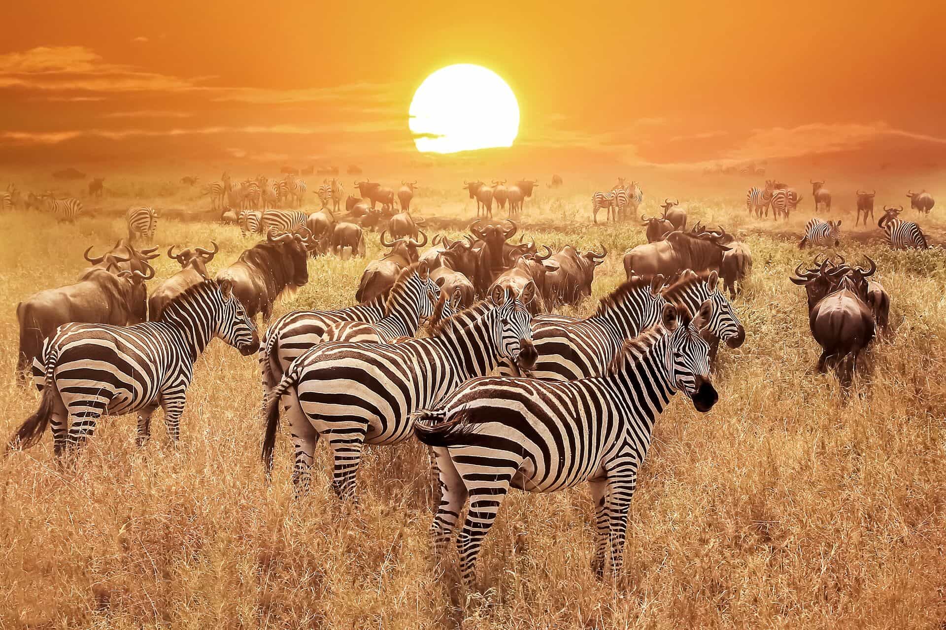 Serengeti National Park 1