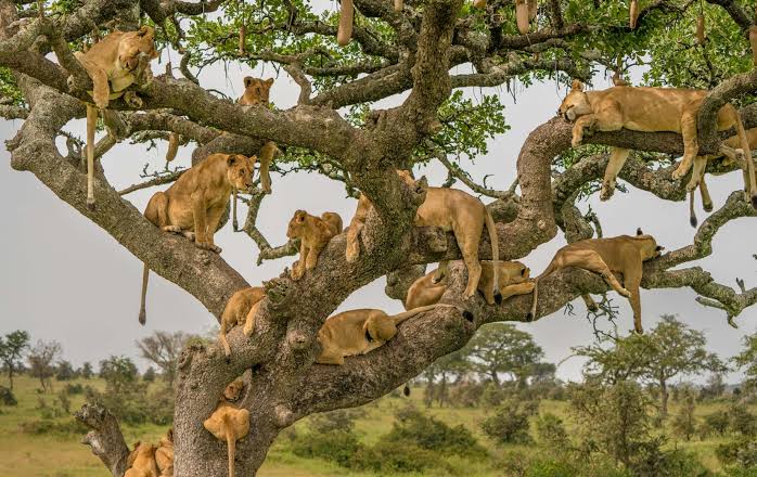 Serengeti National Park 2