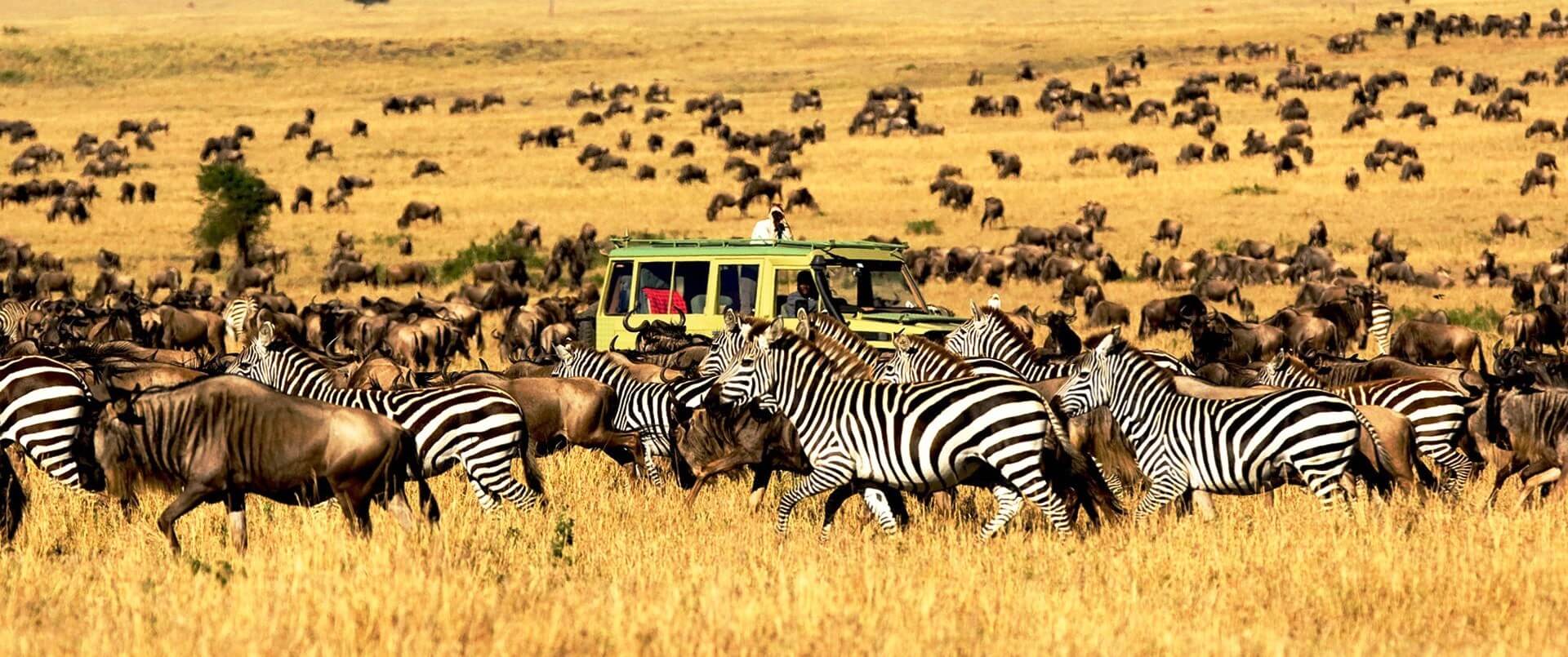 The Serengeti is the ultimate destination for couples seeking exclusive wildlife encounters and luxurious accommodation. Private safaris allow honeymooners to explore different regions of the park while following the Great Migration or