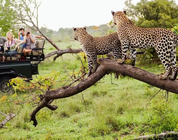 Tanzania Safari Destination for Romantic Wildlife Holidays