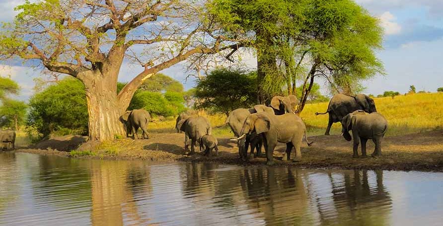 Tarangire is renowned for giant elephant herds, ancient baobab trees, and peaceful safari experiences. Fly-in access allows honeymooners to enjoy the park's incredible wildlife while avoiding lengthy overland transfers.Luxury honeymoon lodges include Chem Chem Lodge, Tarangire Treetops, Nimali