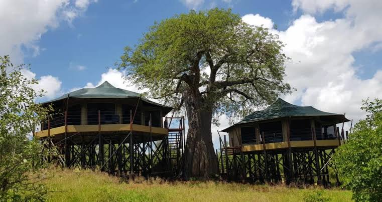 Tarangire Treetops offers one of Tanzania's most unique safari accommodations