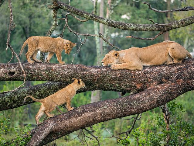 Tarangire and Lake Manyara 1