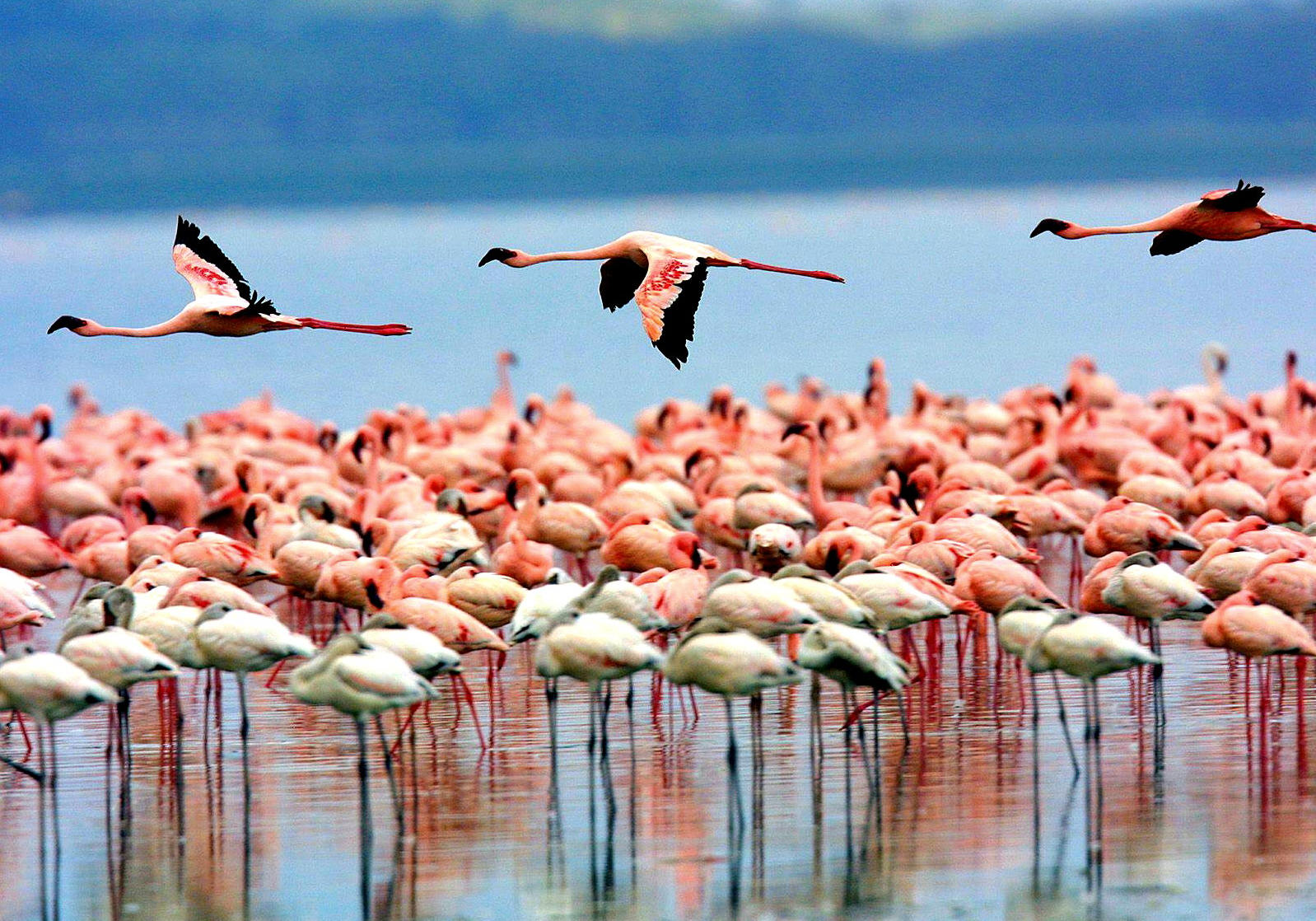 Tarangire and Lake Manyara Wildlife