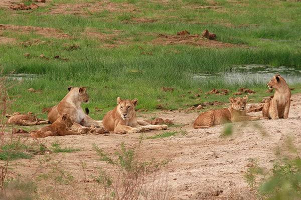 Tarangire and Lake Manyara
