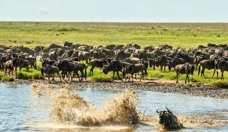 The Great Migration 1