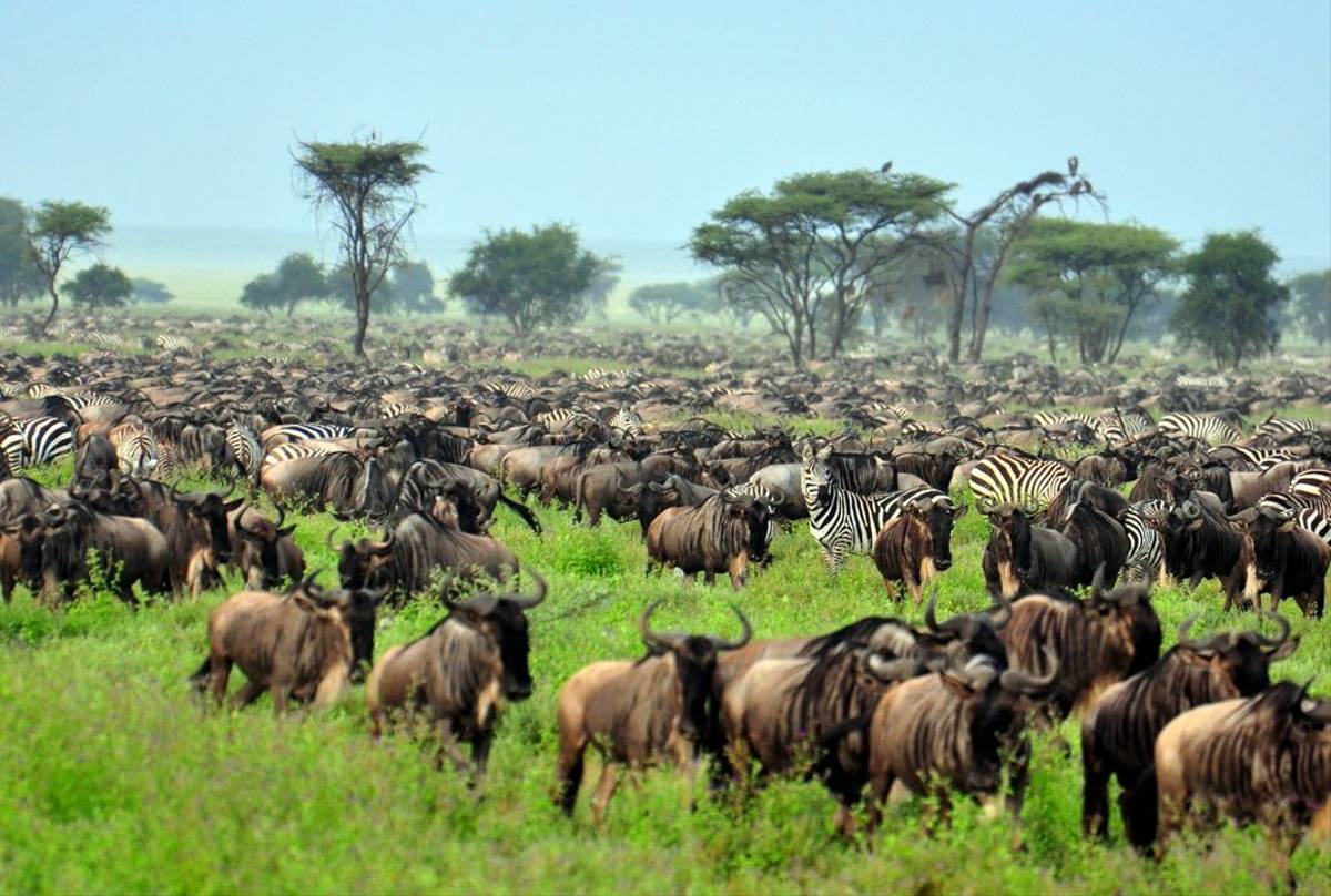 The Great Migration