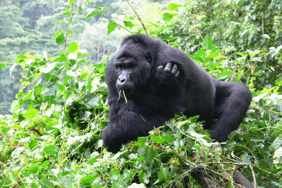 Uganda Honeymoon Safari Destination and Wildlife Experience