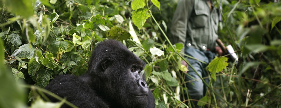 Romantic Uganda vs Rwanda Honeymoon Safari at a Glance