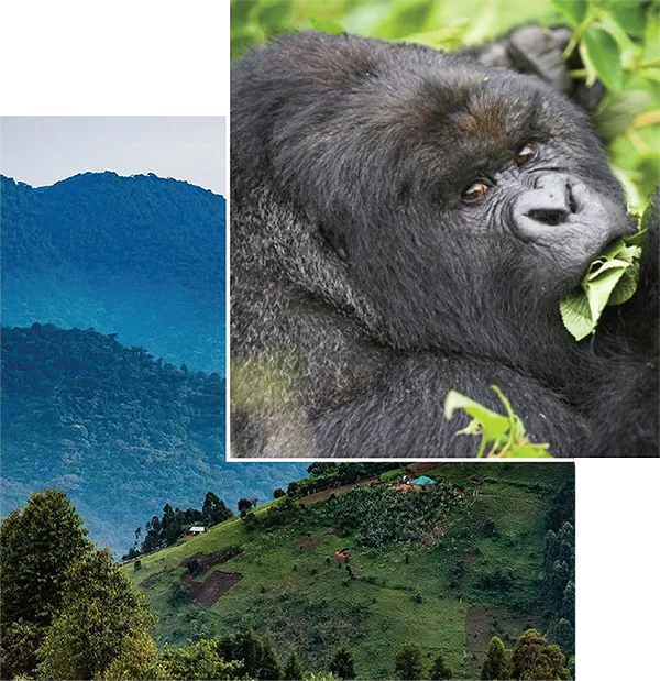 Luxury Uganda vs Rwanda Honeymoon Safari Overview