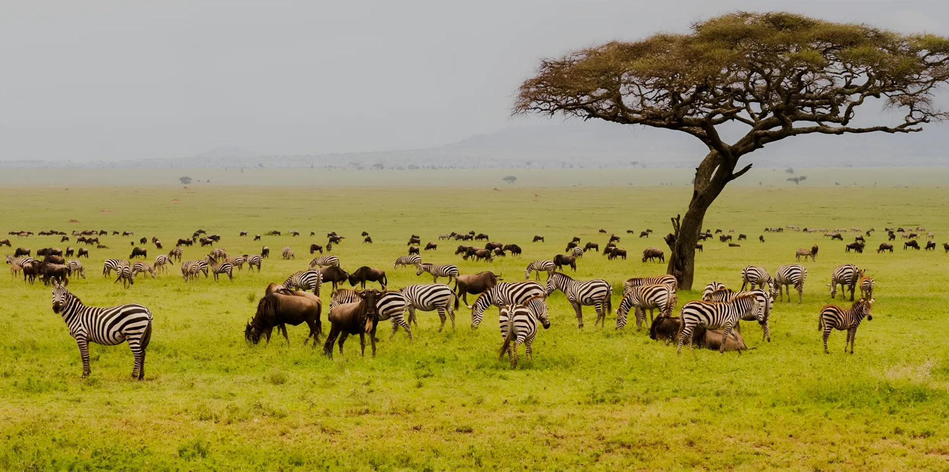 Uganda vs Tanzania Honeymoon Safari