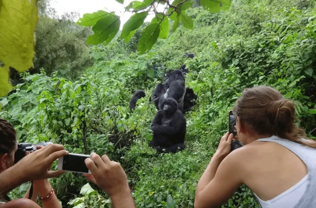 Uganda Safari Destination with Gorillas and Wildlife Experiences