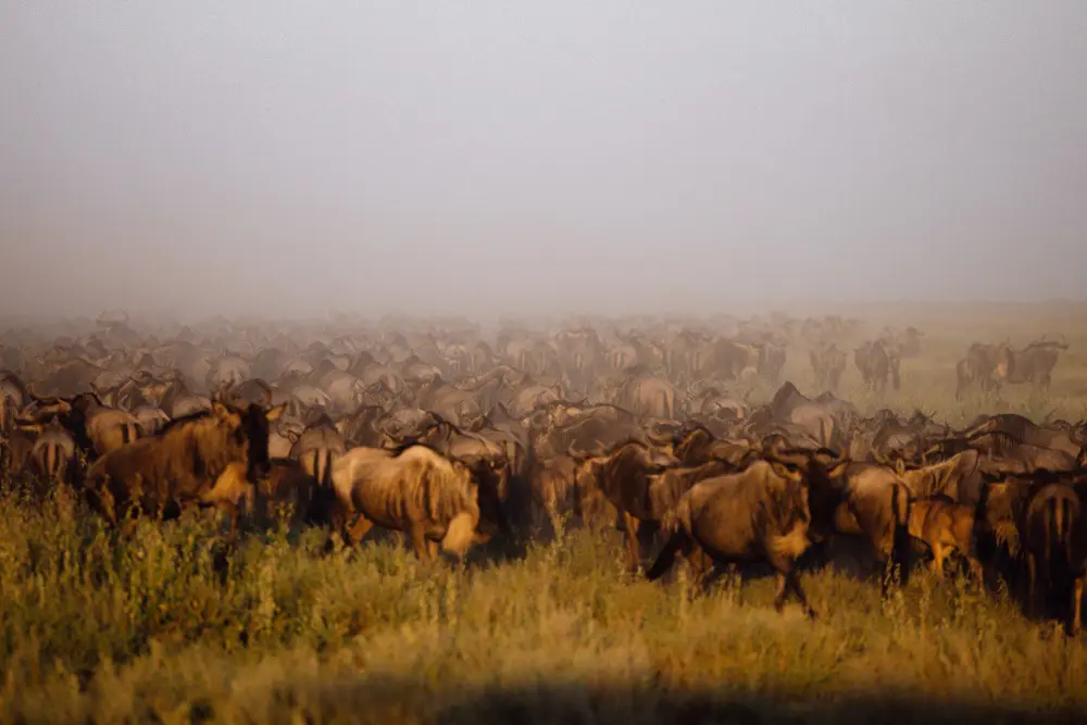 Understanding the Great Migration 1