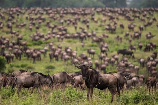 Understanding the Great Migration