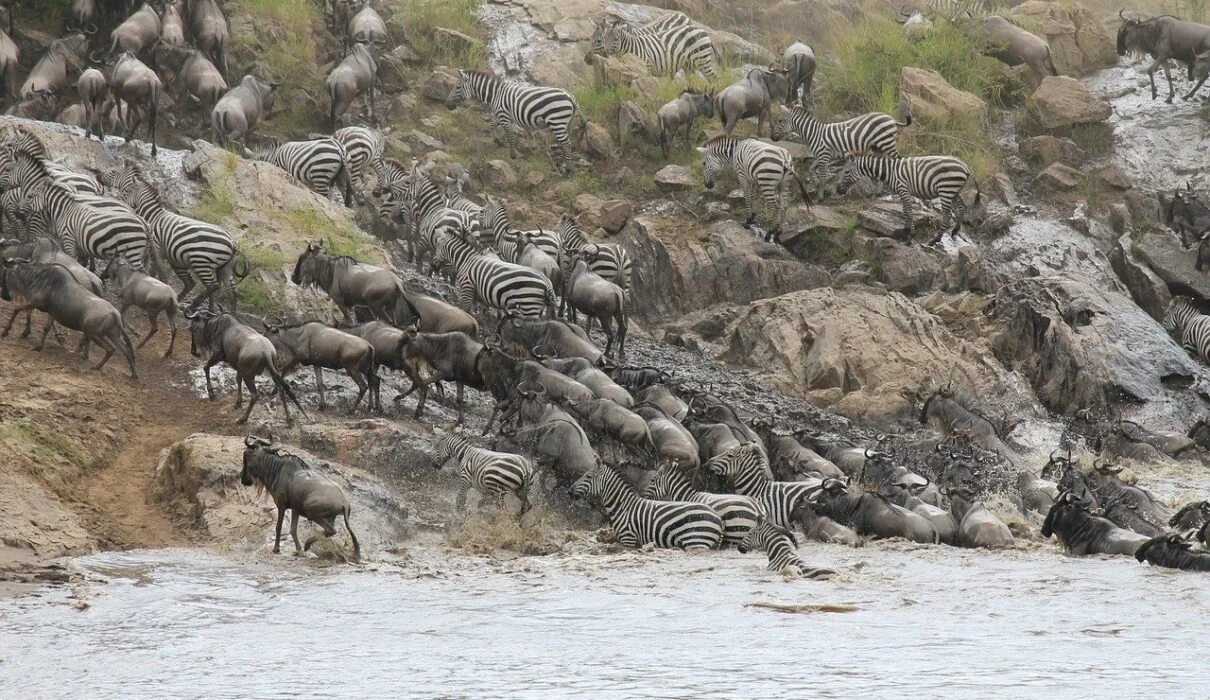 Understanding the Great Migration WebP