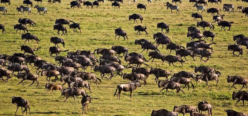 The Serengeti National Park remains Tanzania's most celebrated safari destination and undoubtedly one of the world's greatest wildlife reserves, making it the highlight of many Tanzania Honeymoon Safari from UK itineraries. Endless golden plains stretch toward the horizon, hosting lions, leopards, elephants, cheetahs, giraffes, zebras, and the spectacular Great Migration. Couples staying here enjoy intimate luxury camps that blend seamlessly into the surrounding wilderness while offering outstanding comfort. Romantic experiences such as sunrise hot air balloon safaris, champagne breakfasts in the bush, private game drives, and candlelit dinners beneath the African stars make 