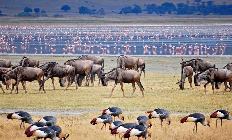 Romantic Wildlife Safari in Lake Manyara National Park