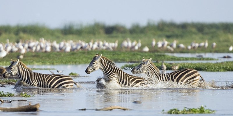 Couples Enjoying Wildlife During a Lake Manyara Honeymoon Safari