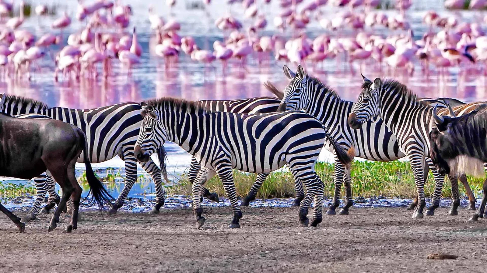 Wildlife During a Honeymoon in Lake Manyara National Park