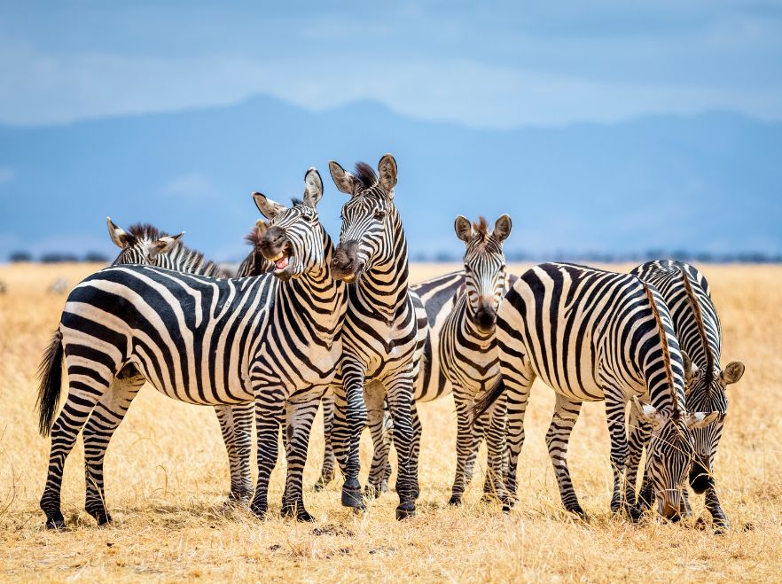 Romantic Wildlife Safari in Tarangire National Park