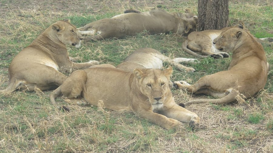 Elephants and Wildlife During a Honeymoon in Tarangire National Park