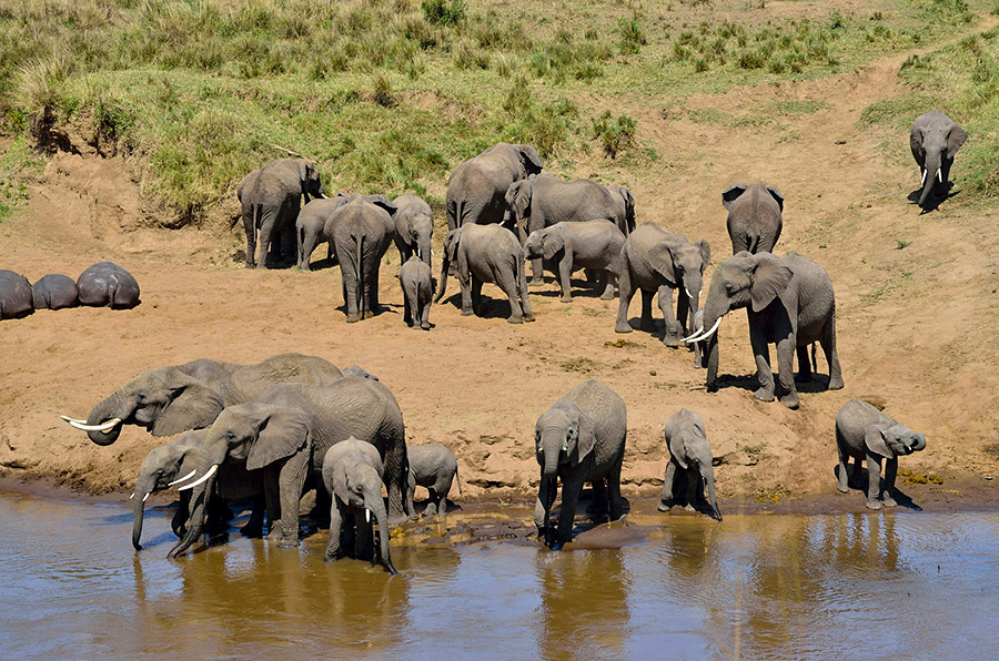 Wildlife Viewing During a Tarangire National Park Honeymoon