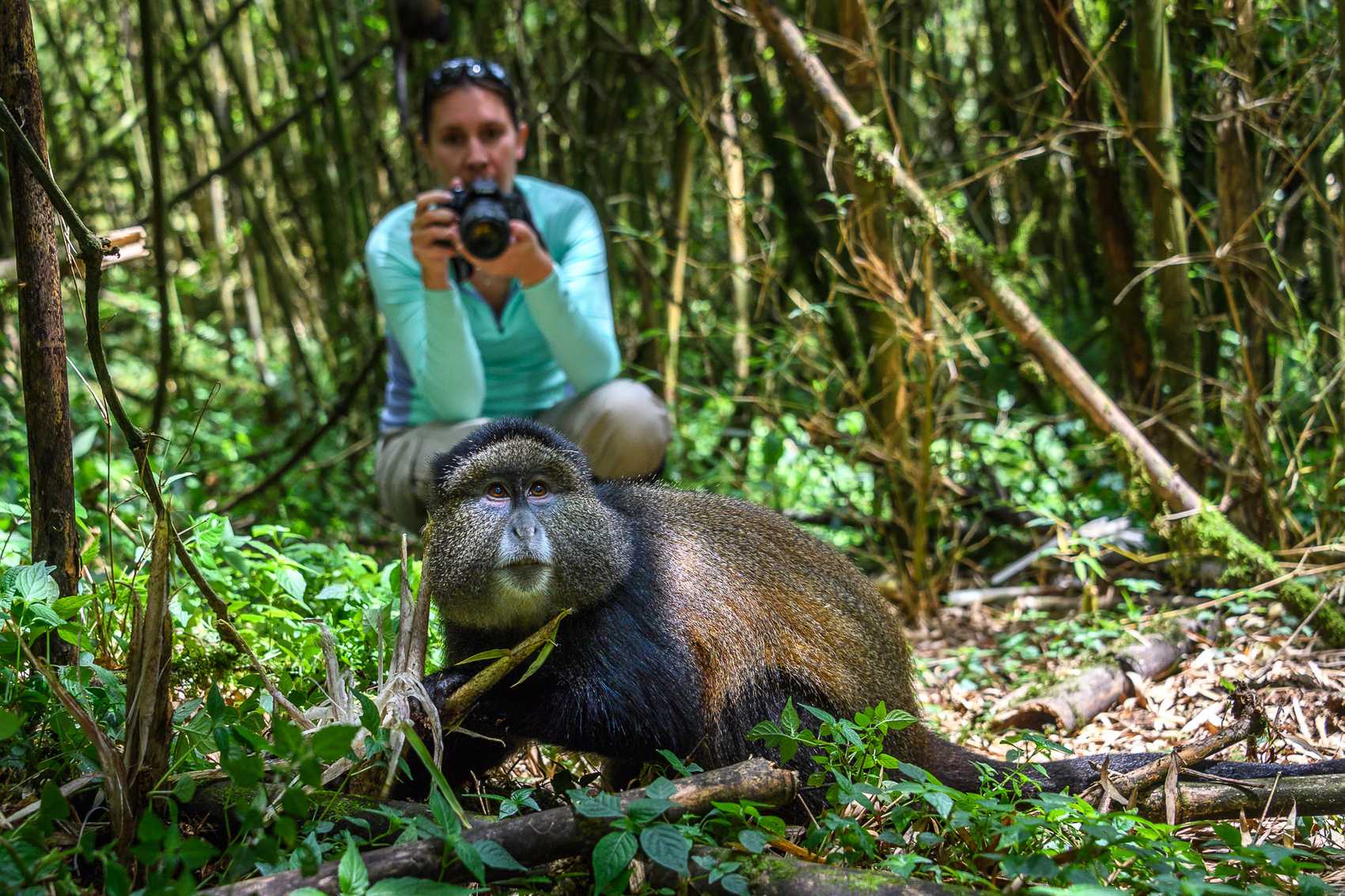Wildlife Experiences on a Rwanda vs Tanzania Honeymoon Safari