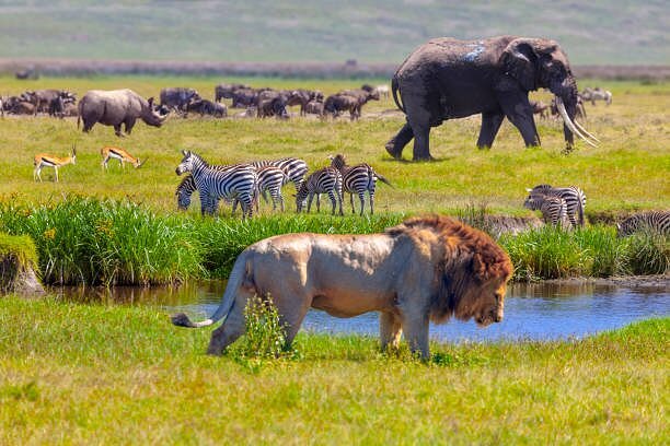 Wildlife experience in Serengeti National Park